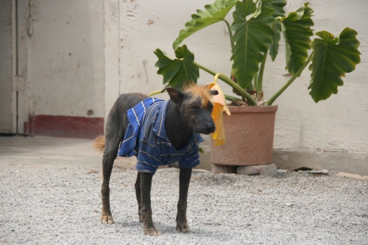 peruvian_dog_in_shirt.jpg